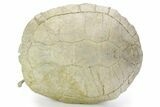 Inflated Fossil Tortoise (Testudo) w/ Limb Bone - South Dakota #355982-8